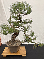 Ponderosa Pine